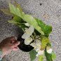 White Flowers Angel wing Begonia Live Plant 10" Tall In 4" Pot HousePlant