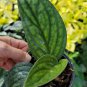 Monstera Karstenianum Potho Peru Live Plant