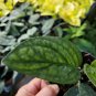 Monstera Karstenianum Potho Peru Live Plant
