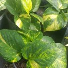 Golden Pothos Devil's Ivy 6 Leaves per 4" Pot Houseplant Indoors/Outdoors Golden Pothos Devil's Ivy 6 Leaves per 4" Pot Houseplant Indoors/Outdoors