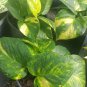 Golden Pothos Devil's Ivy 6 Leaves per 4" Pot Houseplant Indoors/Outdoors