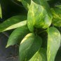 Golden Pothos Devil's Ivy 6 Leaves per 4" Pot Houseplant Indoors/Outdoors