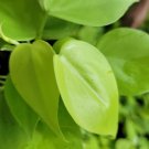 Neon Philodendron Cordatum Live Plant Hederaceum Neon Heart Shape in 4" Pot