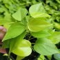 Neon Philodendron Cordatum Live Plant Hederaceum Neon Heart Shape in 4" Pot