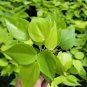 Neon Philodendron Cordatum Live Plant Hederaceum Neon Heart Shape in 4" Pot