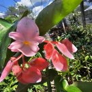 Pink Flowers Angel wing Begonia Live Plant 10" Tall In 4" Pot HousePlant Pink Flowers Angel wing Begonia Live Plant 10" Tall In 4" Pot HousePlant