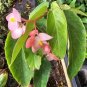 Pink Flowers Angel wing Begonia Live Plant 10" Tall In 4" Pot HousePlant