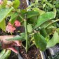 Pink Flowers Angel wing Begonia Live Plant 10" Tall In 4" Pot HousePlant