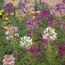 1000 Spider Plant Dlower Seeds Cleome hassleriana Seed 1000 Spider Plant Dlower Seeds Cleome hassleriana Seed