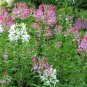 1000 Spider Plant Dlower Seeds Cleome hassleriana Seed