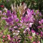 1000 Spider Plant Dlower Seeds Cleome hassleriana Seed