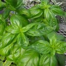 500 Sweet Genovese Italian Basil Seeds Culinary Herb Makes Best Pesto Seed 500 Sweet Genovese Italian Basil Seeds Culinary Herb Makes Best Pesto Seed