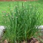 500 Chives Seeds Culinary Herb Allium schoenoprasum Seed