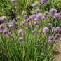 500 Chives Seeds Culinary Herb Allium schoenoprasum Seed