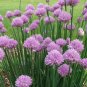 500 Chives Seeds Culinary Herb Allium schoenoprasum Seed