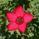 300 Scarlet Flax Flower Seeds Linum grandiflorum rubrum Seed 300 Scarlet Flax Flower Seeds Linum grandiflorum rubrum Seed
