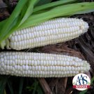30 Organic Stowell's Evergreen Corn Seeds Heirloom Fresh Seed 30 Organic Stowell's Evergreen Corn Seeds Heirloom Fresh Seed