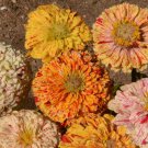 250 Zinnia Peppermint Stick Flower Seeds Zinnia Elegans Seed