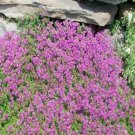 1000 CREEPING THYME Seeds Thymus serpyllum Ground Cover Seed 1000 CREEPING THYME Seeds Thymus serpyllum Ground Cover Seed