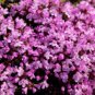 1000 CREEPING THYME Seeds Thymus serpyllum Ground Cover Seed