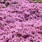 1000 CREEPING THYME Seeds Thymus serpyllum Ground Cover Seed