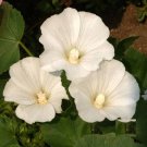 250 White Tree Mallow Flower Seeds Lavatera trimestris Seed