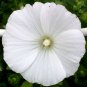 250 White Tree Mallow Flower Seeds Lavatera trimestris Seed