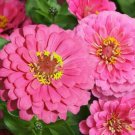 250 Zinnia Luminosa Flower Seeds Huge Blooms Butterflies Hummingbirds Seed