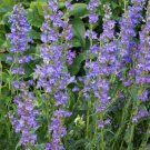1000 Penstemon Seeds ROCKY MOUNTAIN Perennial Beardtongue Hummingbirds Seed