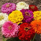 250 Zinnia Seeds Dahlia Flowered Mix Flower Elegans Seed 250 Zinnia Seeds Dahlia Flowered Mix Flower Elegans Seed
