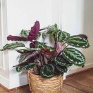 25 Pcs Rose Painted Calathea Flower Seeds