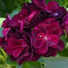 25 Pcs Precision Dark Burgundy Ivy Leaf Geranium Seeds for Garden 25 Pcs Precision Dark Burgundy Ivy Leaf Geranium Seeds for Garden