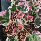25 Pcs Ice Queen Geranium Seeds