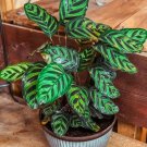 25 Pcs Peacock Calathea Seeds 25 Pcs Peacock Calathea Seeds