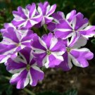 25 Pcs Precision Purple and White Ivy Leaf Geranium Seeds 25 Pcs Precision Purple and White Ivy Leaf Geranium Seeds