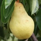 25 Pcs Bartlett Pear Seeds 25 Pcs Bartlett Pear Seeds