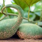25 Pcs Penguin Gourd Squash Seeds 25 Pcs Penguin Gourd Squash Seeds