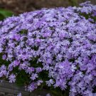 100 Pcs Blue Emerald Creeping Phlox Seeds for Garden