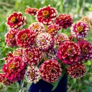 100 Pcs Aztec Burgundy Bicolour Zinnia Seeds for Garden