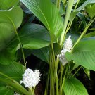 25 Pcs Ice Blue Calathea Seeds