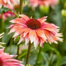 200 Pcs Meadow Mama Coneflower Daisy Seeds for Garden 200 Pcs Meadow Mama Coneflower Daisy Seeds for Garden