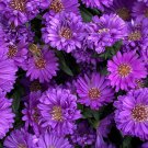 25 Pcs Purple Gem Marigold Seeds