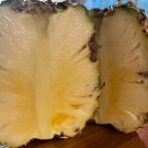 15 Pcs Sugarloaf Pineapple Seeds 15 Pcs Sugarloaf Pineapple Seeds