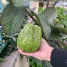50 Pcs Giant Vietnamese (Bankok) Guava Seeds for Planting