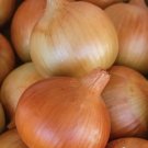 500 Pcs Patterson Onion Seeds
