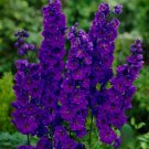 200 Pcs Pacific Giant Black Night Delphinium Seeds for Garden 200 Pcs Pacific Giant Black Night Delphinium Seeds for Garden