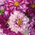 200 Pcs Double Click Bicolor Violet Cosmos Seeds for Garden 200 Pcs Double Click Bicolor Violet Cosmos Seeds for Garden
