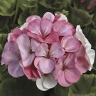25 Pcs Pinto Premium White to Rose Geranium Seeds for Garden