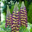 25 Pcs Manhattan Lights Lupine Seeds