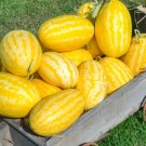50 Pcs Gold In Gold Hybrid Watermelon Seeds for Planting